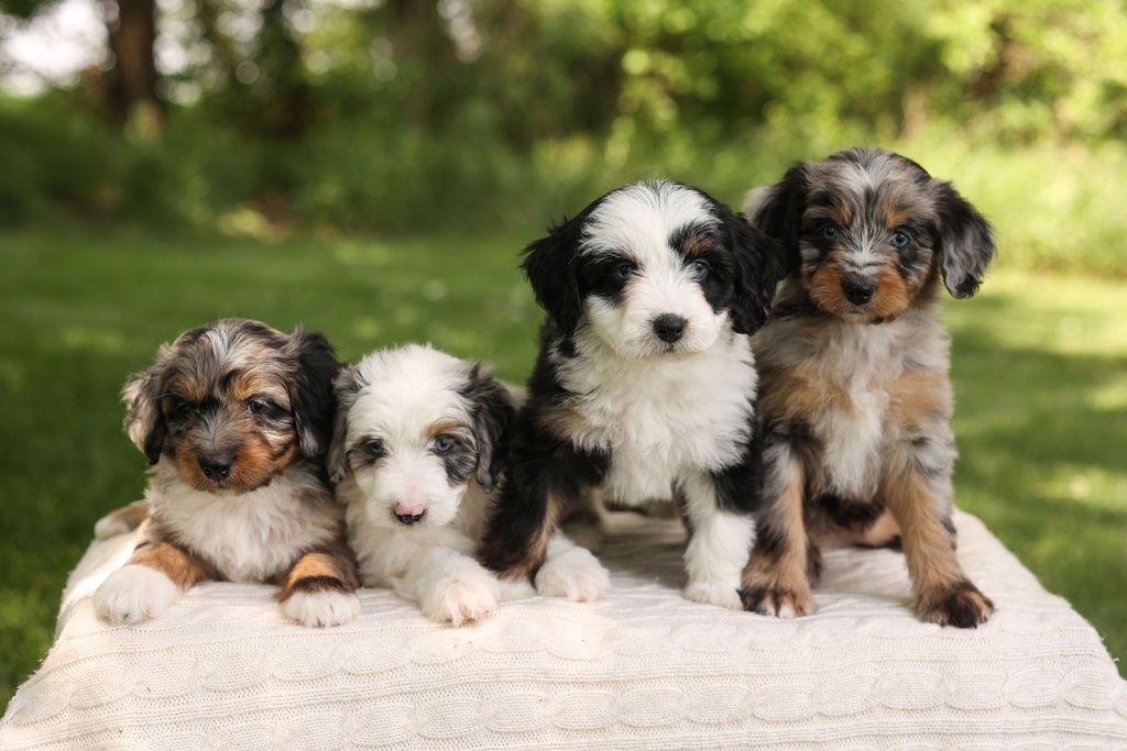 F1 Mini Aussiedoodles